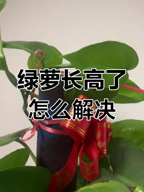 绿萝太长了如何盘，绿萝太长了怎么盘？-第4张图片-优品飞百科
