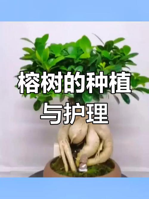 盆栽榕树冬天怎么养，榕树盆栽怎么过冬？-第3张图片-优品飞百科