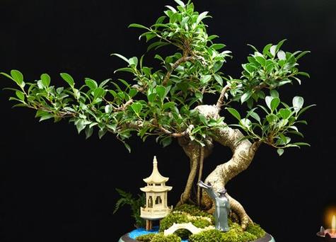 盆栽榕树冬天怎么养，榕树盆栽怎么过冬？-第5张图片-优品飞百科
