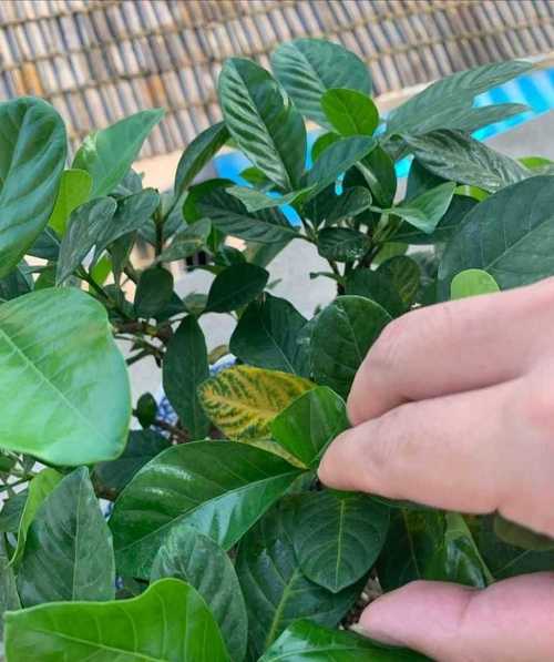 栀子花为什么叶子发黄？栀子花为什么叶子发黄花苞掉落？