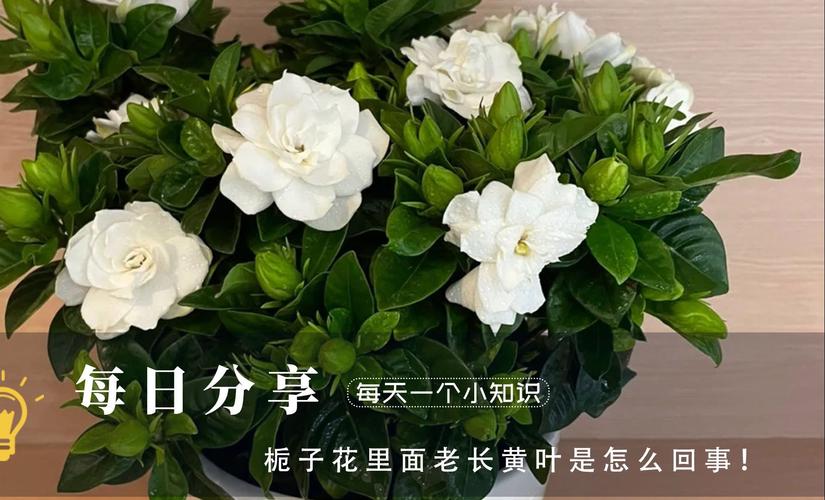 栀子花为什么叶子发黄?栀子花为什么叶子发黄花苞掉落?-第2张图片-优品飞百科 栀子花为什么叶子发黄?栀子花为什么叶子发黄花苞掉落?-第2张图片-优品飞百科