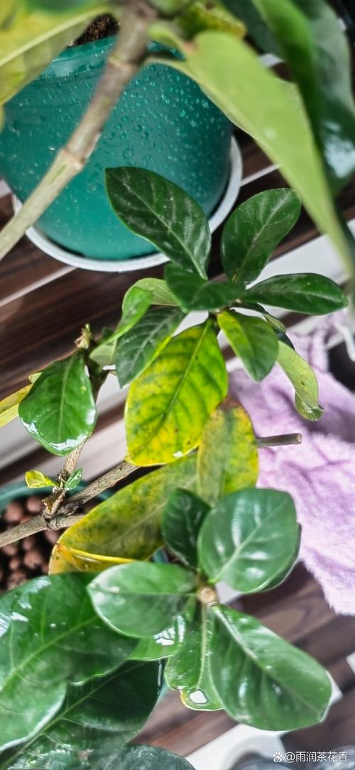 栀子花为什么叶子发黄?栀子花为什么叶子发黄花苞掉落?-第3张图片-优品飞百科 栀子花为什么叶子发黄?栀子花为什么叶子发黄花苞掉落?-第3张图片-优品飞百科