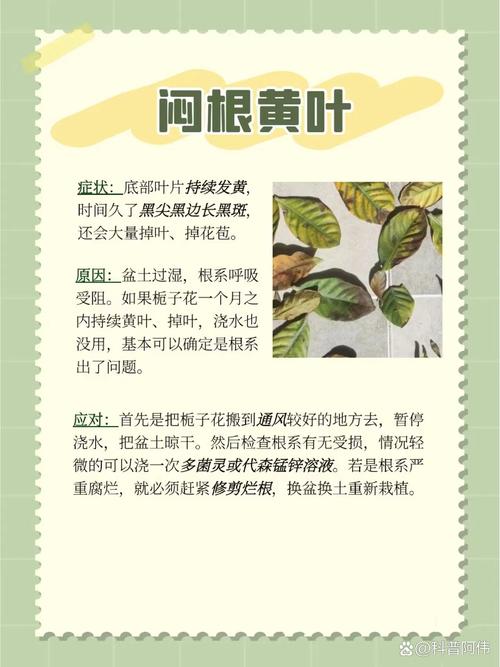 栀子花为什么叶子发黄?栀子花为什么叶子发黄花苞掉落?-第4张图片-优品飞百科 栀子花为什么叶子发黄?栀子花为什么叶子发黄花苞掉落?-第4张图片-优品飞百科