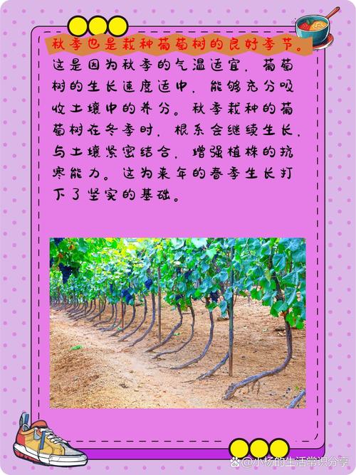 葡萄开春后如何管理，葡萄开春后如何管理枝条？-第3张图片-优品飞百科