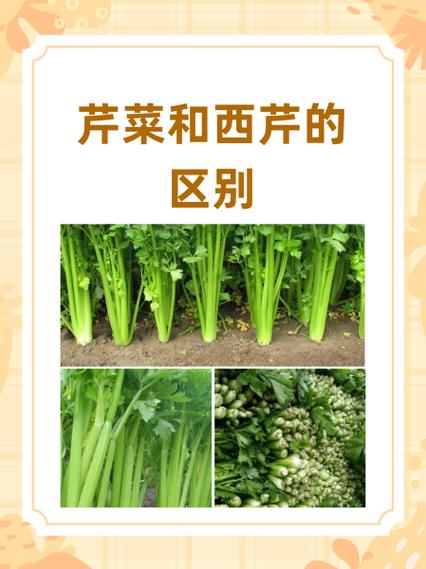鸭儿芹怎么繁殖？鸭儿芹是否就是香菜？