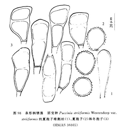 鸭儿芹怎么繁殖?鸭儿芹是否就是香菜?-第4张图片-优品飞百科 鸭儿芹怎么繁殖?鸭儿芹是否就是香菜?-第4张图片-优品飞百科