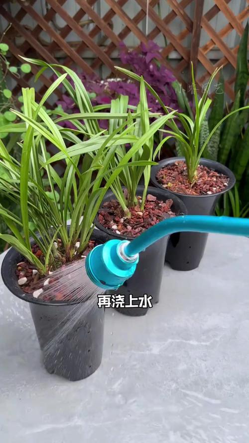 匙唇兰的养殖方法，匙唇兰花图片？