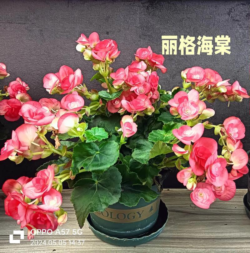 丽格海棠怎么养,丽格海棠怎么养才能养好?-第4张图片-优品飞百科 丽格海棠怎么养,丽格海棠怎么养才能养好?-第4张图片-优品飞百科