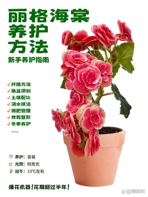 丽格海棠怎么养,丽格海棠怎么养才能养好?-第6张图片-优品飞百科 丽格海棠怎么养,丽格海棠怎么养才能养好?-第6张图片-优品飞百科