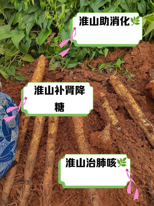 山药什么时候收获，山药啥时候收获