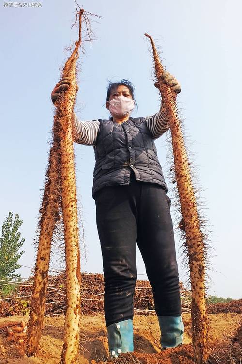 山药什么时候收获,山药啥时候收获-第2张图片-优品飞百科 山药什么时候收获,山药啥时候收获-第2张图片-优品飞百科