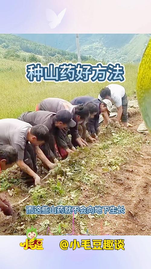 山药什么时候收获,山药啥时候收获-第3张图片-优品飞百科 山药什么时候收获,山药啥时候收获-第3张图片-优品飞百科
