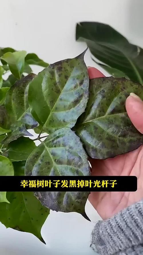幸福树新芽黑叶怎么办,幸福树新发芽的叶子又变黑了-第3张图片-优品飞百科 幸福树新芽黑叶怎么办,幸福树新发芽的叶子又变黑了-第3张图片-优品飞百科