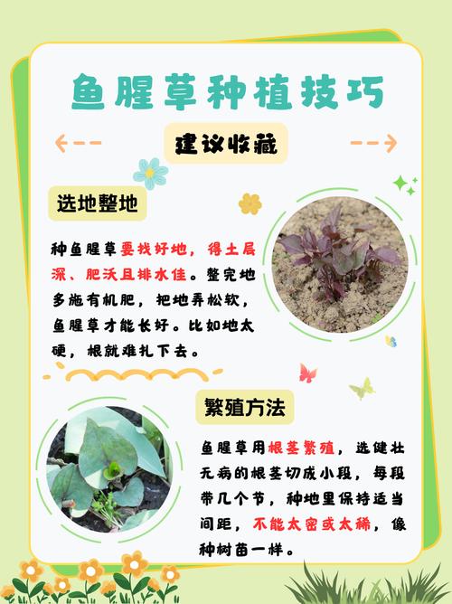 鱼腥草在什么季节种植，鱼腥草何时种植及何时采收比较好