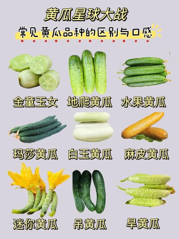 黄瓜几月份种？广东黄瓜几月份种？