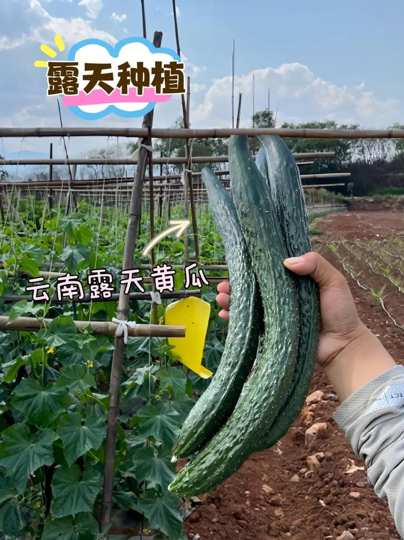 黄瓜几月份种？广东黄瓜几月份种？-第3张图片-优品飞百科