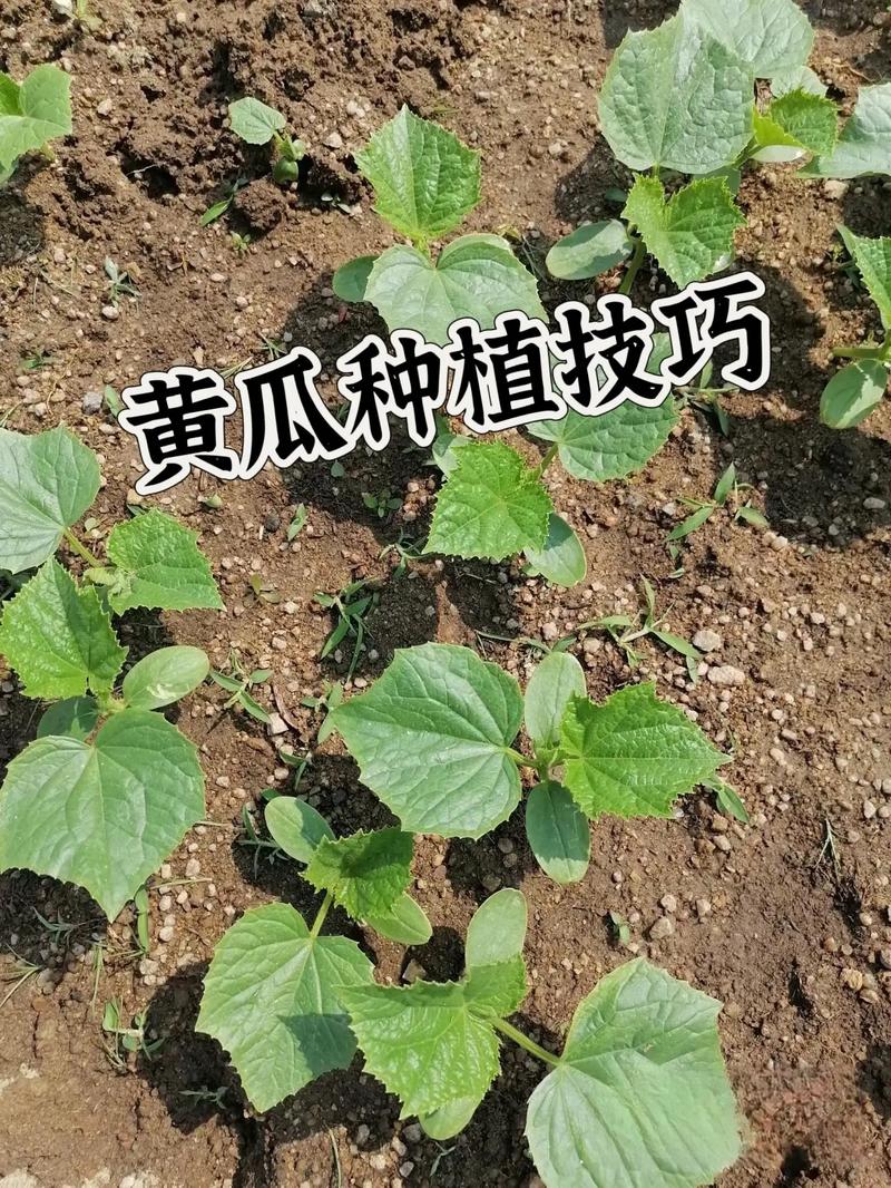 黄瓜几月份种？广东黄瓜几月份种？-第4张图片-优品飞百科