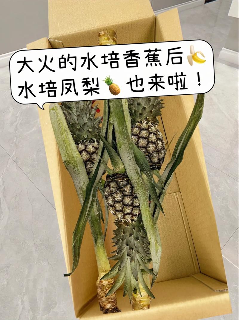 菠萝花切掉的头怎么养，菠萝鲜切花养护-第2张图片-优品飞百科