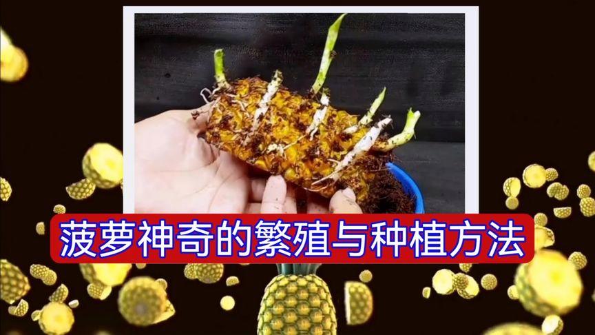 菠萝花切掉的头怎么养，菠萝鲜切花养护-第3张图片-优品飞百科