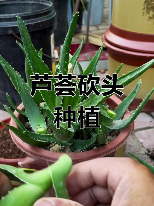芦荟什么时候分株，芦荟什么时候分株合适？-第1张图片-优品飞百科
