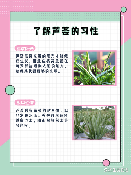 芦荟什么时候分株，芦荟什么时候分株合适？-第2张图片-优品飞百科