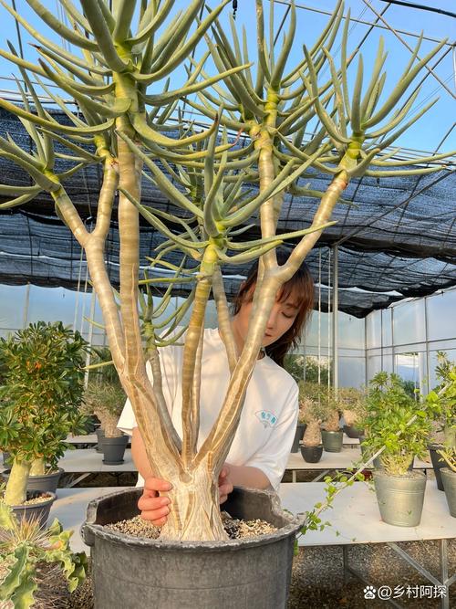 芦荟什么时候分株，芦荟什么时候分株合适？-第8张图片-优品飞百科