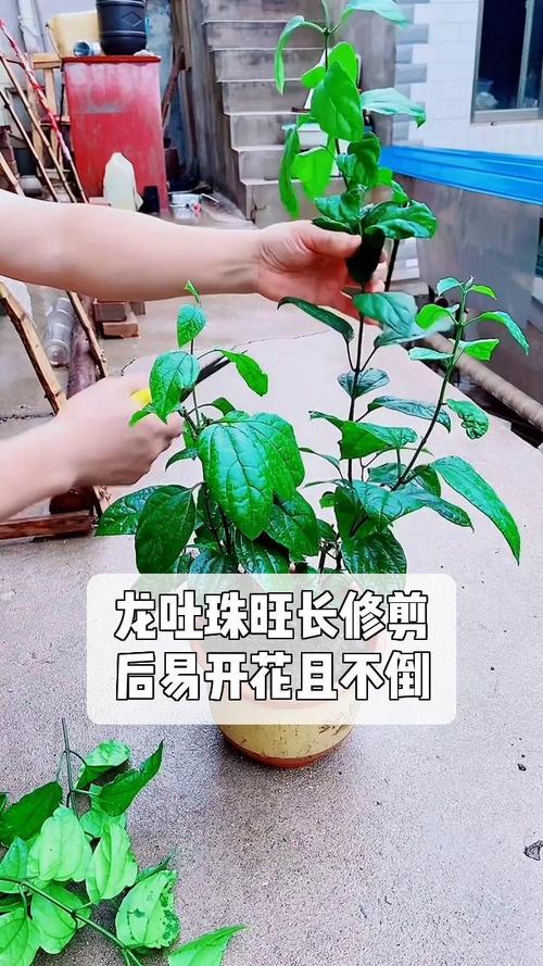 龙吐珠种子怎么繁殖，龙吐珠怎么繁殖与栽培视频？-第2张图片-优品飞百科