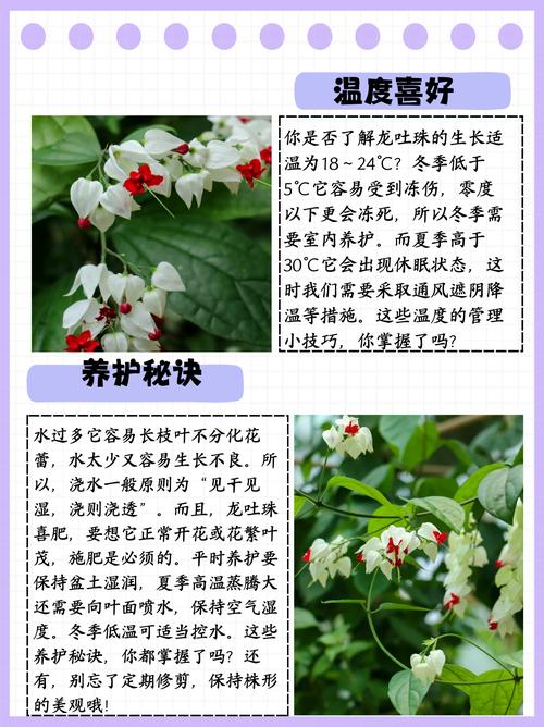 龙吐珠种子怎么繁殖，龙吐珠怎么繁殖与栽培视频？-第4张图片-优品飞百科