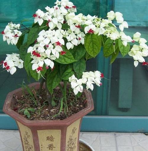 龙吐珠种子怎么繁殖，龙吐珠怎么繁殖与栽培视频？-第7张图片-优品飞百科