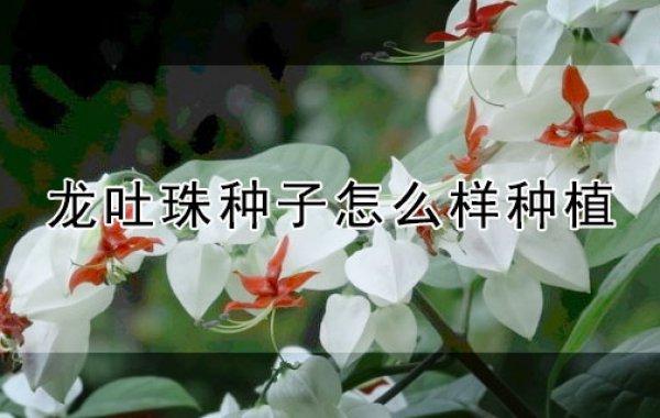 龙吐珠种子怎么繁殖，龙吐珠怎么繁殖与栽培视频？-第8张图片-优品飞百科