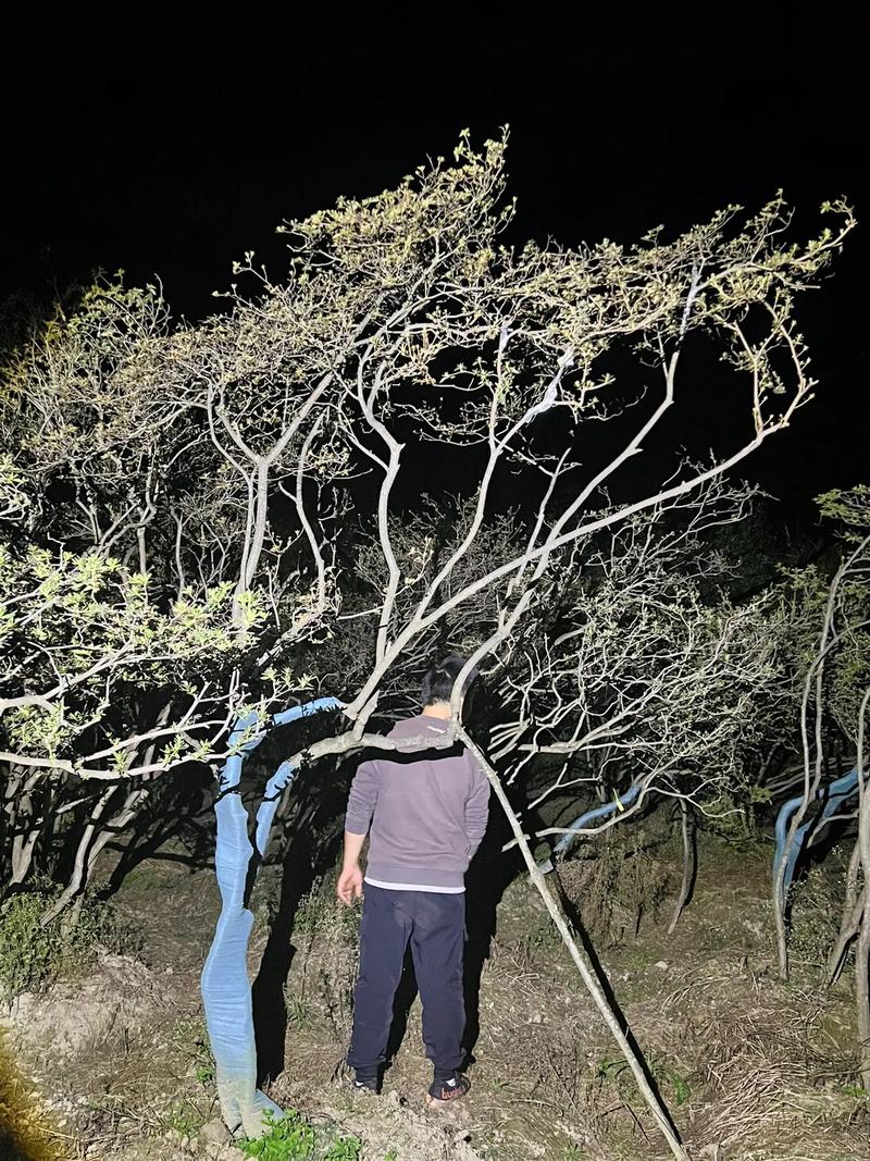 映山红树桩如何栽培，映山红树怎么养？-第2张图片-优品飞百科