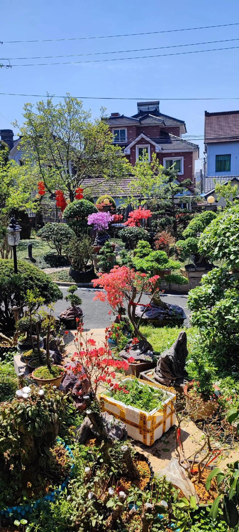 映山红树桩如何栽培，映山红树怎么养？-第3张图片-优品飞百科