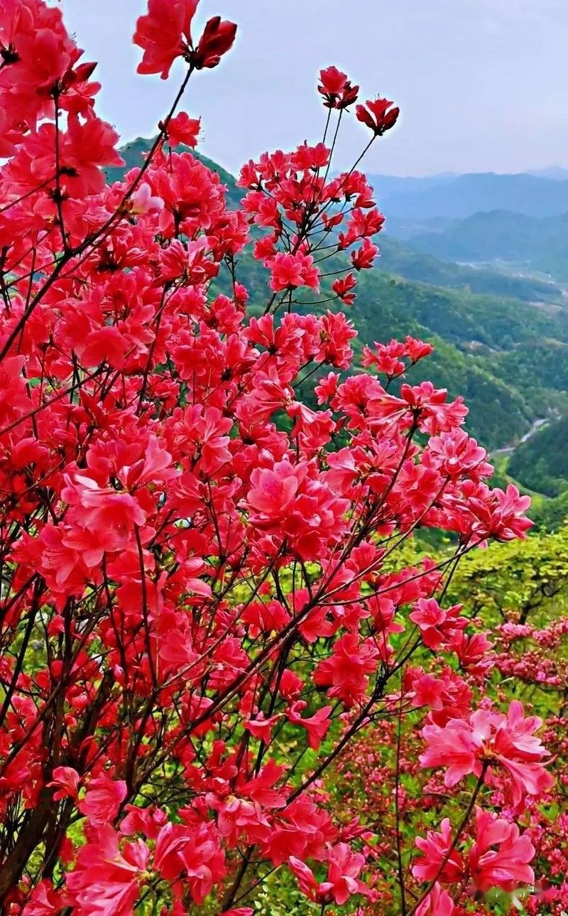 映山红树桩如何栽培，映山红树怎么养？-第4张图片-优品飞百科