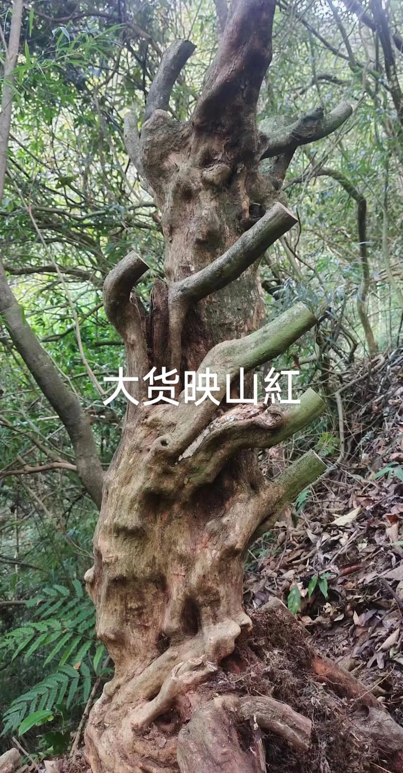 映山红树桩如何栽培，映山红树怎么养？-第5张图片-优品飞百科