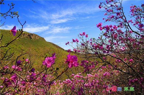 映山红树桩如何栽培，映山红树怎么养？-第6张图片-优品飞百科