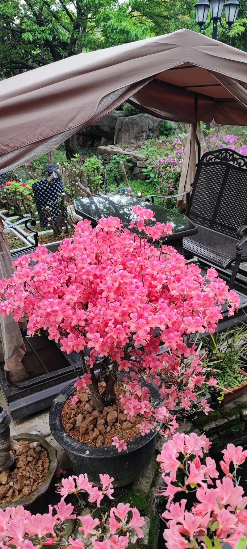 映山红树桩如何栽培，映山红树怎么养？-第7张图片-优品飞百科