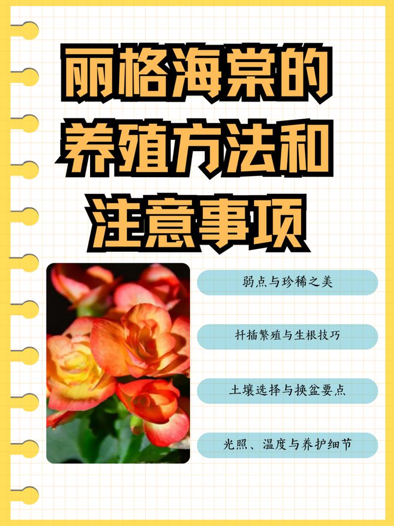 丽格海棠冬天养殖的禁忌,丽格海棠冬天怎么养-第2张图片-优品飞百科 丽格海棠冬天养殖的禁忌,丽格海棠冬天怎么养-第2张图片-优品飞百科