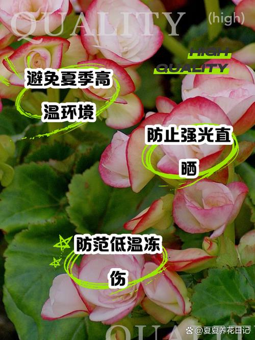 丽格海棠冬天养殖的禁忌,丽格海棠冬天怎么养-第3张图片-优品飞百科 丽格海棠冬天养殖的禁忌,丽格海棠冬天怎么养-第3张图片-优品飞百科