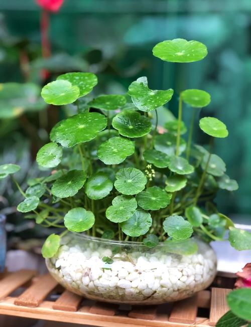 铜钱草开花了怎么办，铜钱草开花什么预兆？