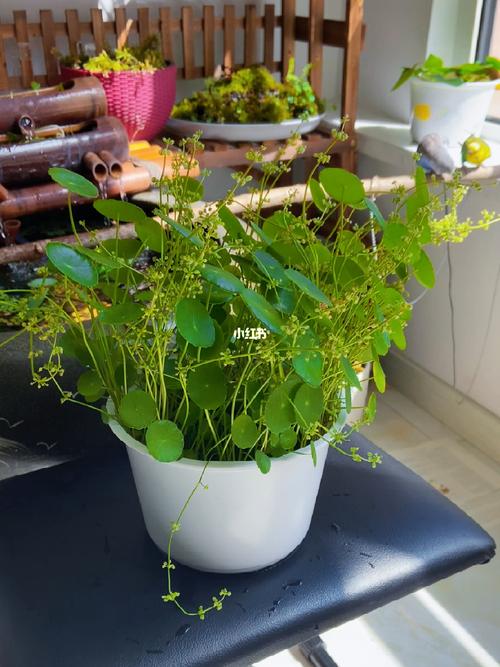 铜钱草开花了怎么办，铜钱草开花什么预兆？-第2张图片-优品飞百科