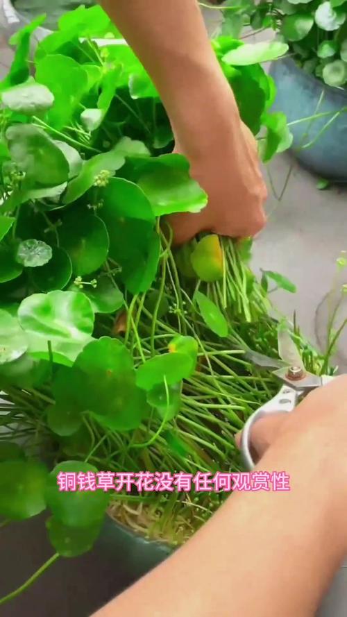 铜钱草开花了怎么办，铜钱草开花什么预兆？-第4张图片-优品飞百科
