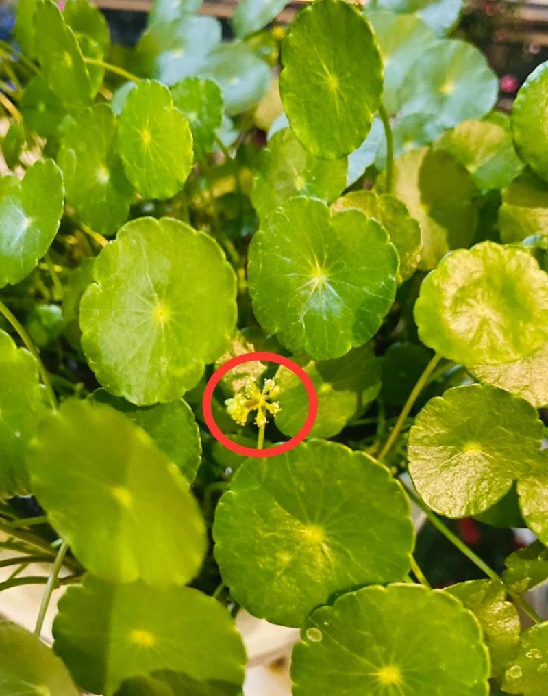 铜钱草开花了怎么办，铜钱草开花什么预兆？-第5张图片-优品飞百科