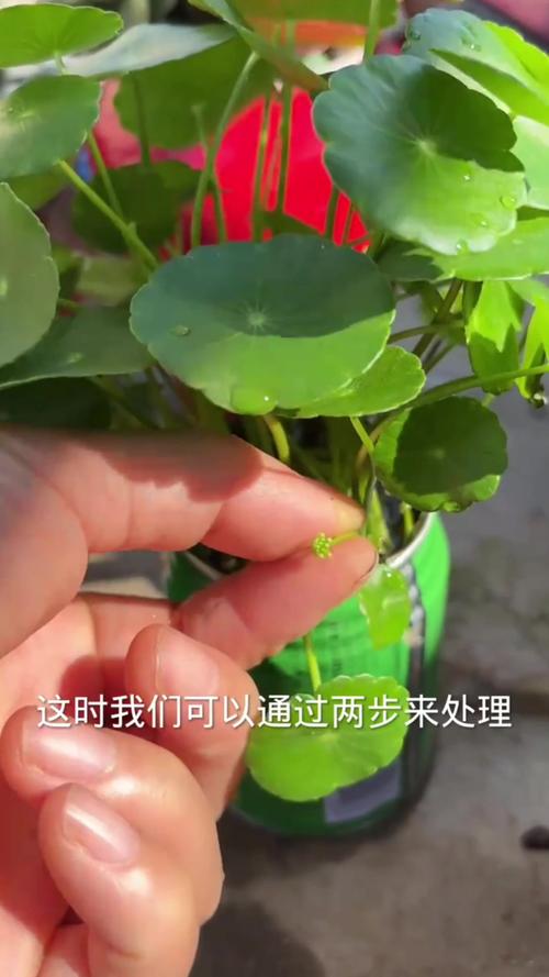 铜钱草开花了怎么办，铜钱草开花什么预兆？-第6张图片-优品飞百科