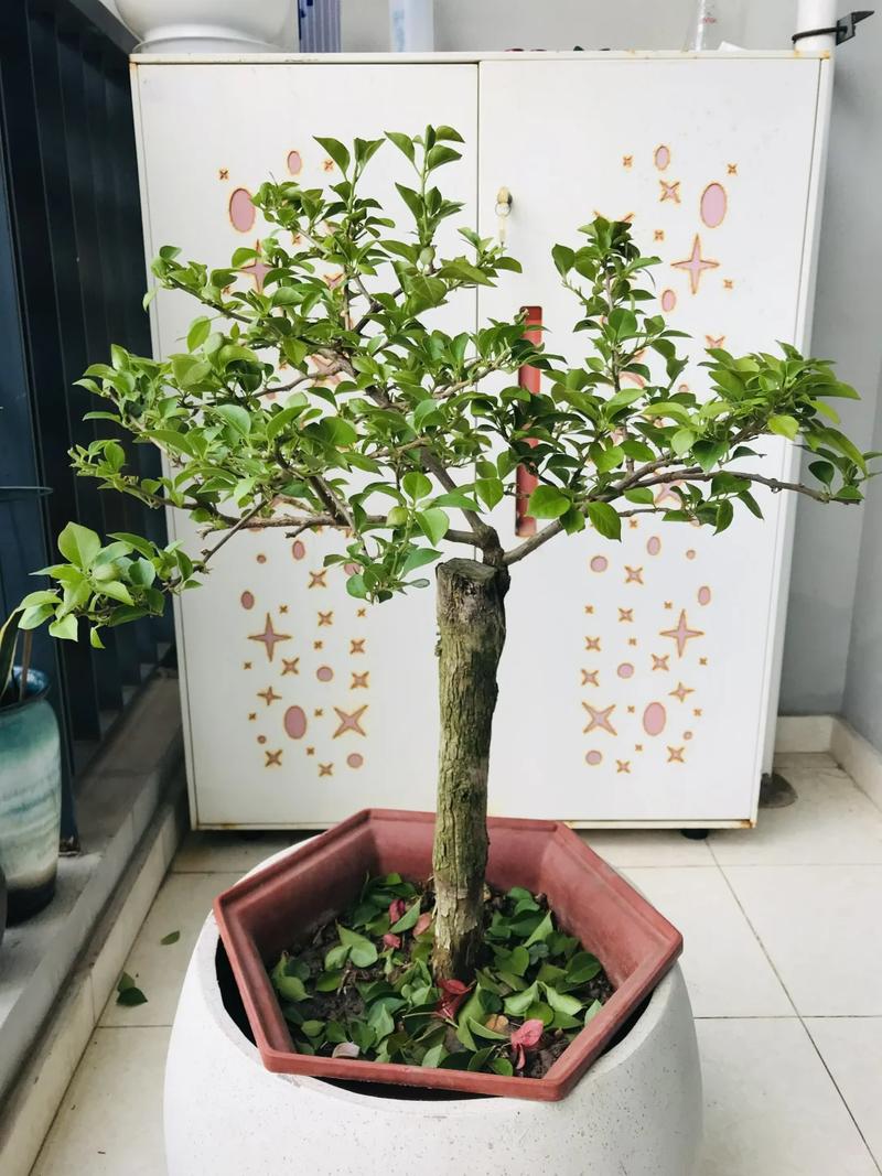 三角梅用什么土比较好,三角梅用什么土比较好视频-第4张图片-优品飞百科 三角梅用什么土比较好,三角梅用什么土比较好视频-第4张图片-优品飞百科