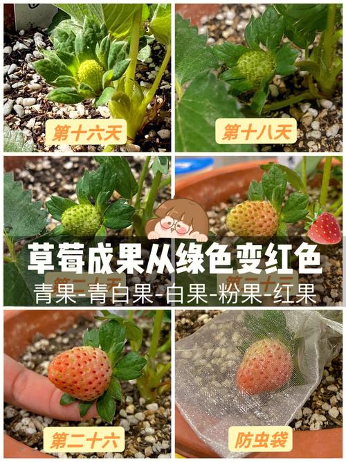 草莓种子怎么种，草莓种子怎么种植方法 在家？