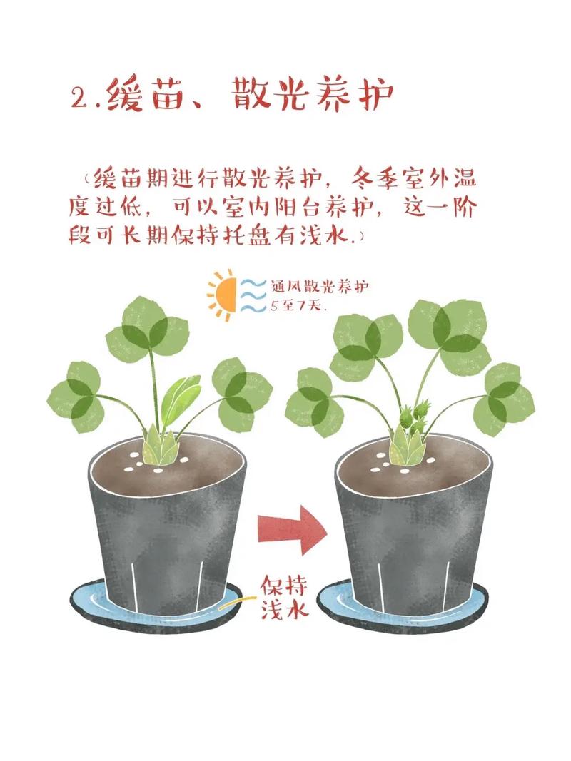 草莓种子怎么种,草莓种子怎么种植方法 在家?-第2张图片-优品飞百科 草莓种子怎么种,草莓种子怎么种植方法 在家?-第2张图片-优品飞百科