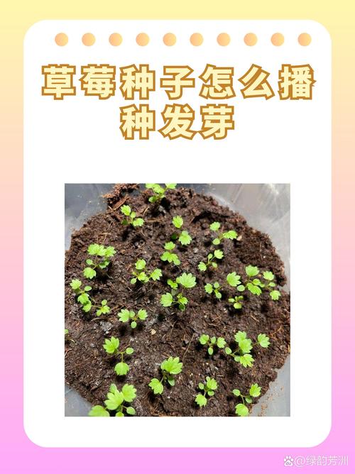草莓种子怎么种,草莓种子怎么种植方法 在家?-第3张图片-优品飞百科 草莓种子怎么种,草莓种子怎么种植方法 在家?-第3张图片-优品飞百科