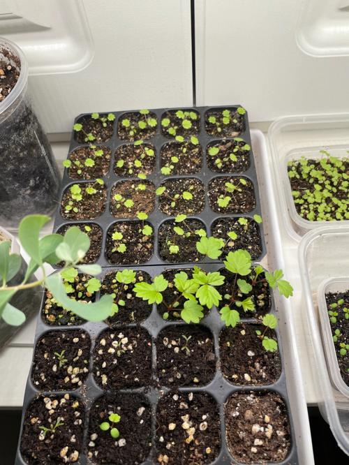 草莓种子怎么种,草莓种子怎么种植方法 在家?-第4张图片-优品飞百科 草莓种子怎么种,草莓种子怎么种植方法 在家?-第4张图片-优品飞百科