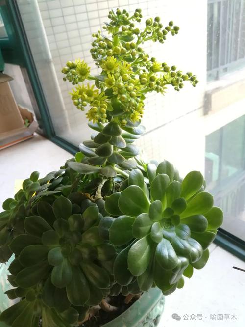 观音莲和莲花掌的区别是什么，观音与莲花在一起是什么寓意？