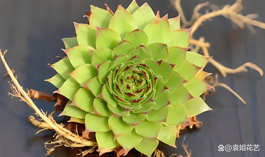 观音莲和莲花掌的区别是什么,观音与莲花在一起是什么寓意?-第3张图片-优品飞百科 观音莲和莲花掌的区别是什么,观音与莲花在一起是什么寓意?-第3张图片-优品飞百科
